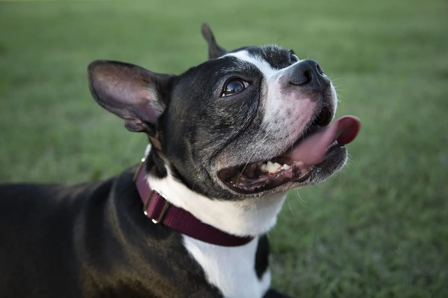 Country Brook Petz Heavy Duty Nylon Adjustable Martingale Dog Collar with Deluxe Buckle for Small Medium Large Breeds - 30  Vibrant Color Options (3/4 Inch, Small, Burgundy)