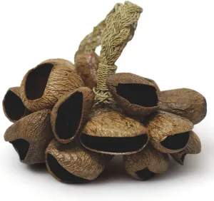 GMP Pangi Seed Shell Shaker/Nutshell Percussion Sound Effect, Comes with Rope Handle/Bamboo Handle, Authentic Traditional Rattle (Natural)