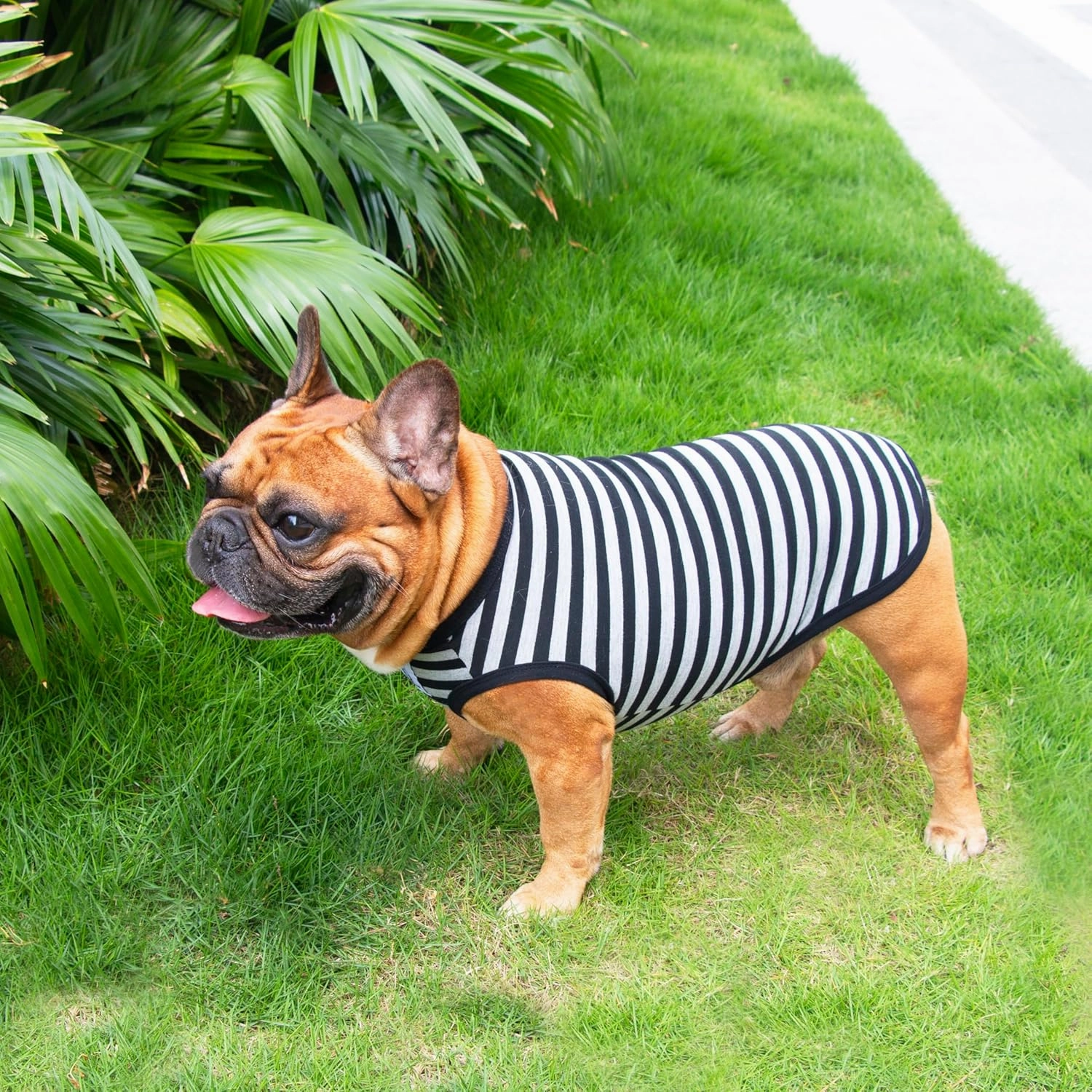 iChoue English Bulldog 100% Breathable Cotton Striped T Shirts Halloween Vest Clothes for Medium Dogs Tank Tops French Frenchie Pug Boston Terrier Pitbull Grey Black Stripes - XLarge